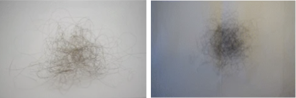 100 hairs from a short haired person (left) and 100 hairs from a person with long hair