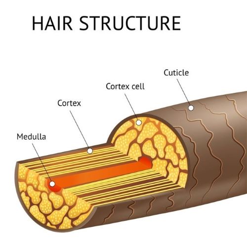 Hair Structure