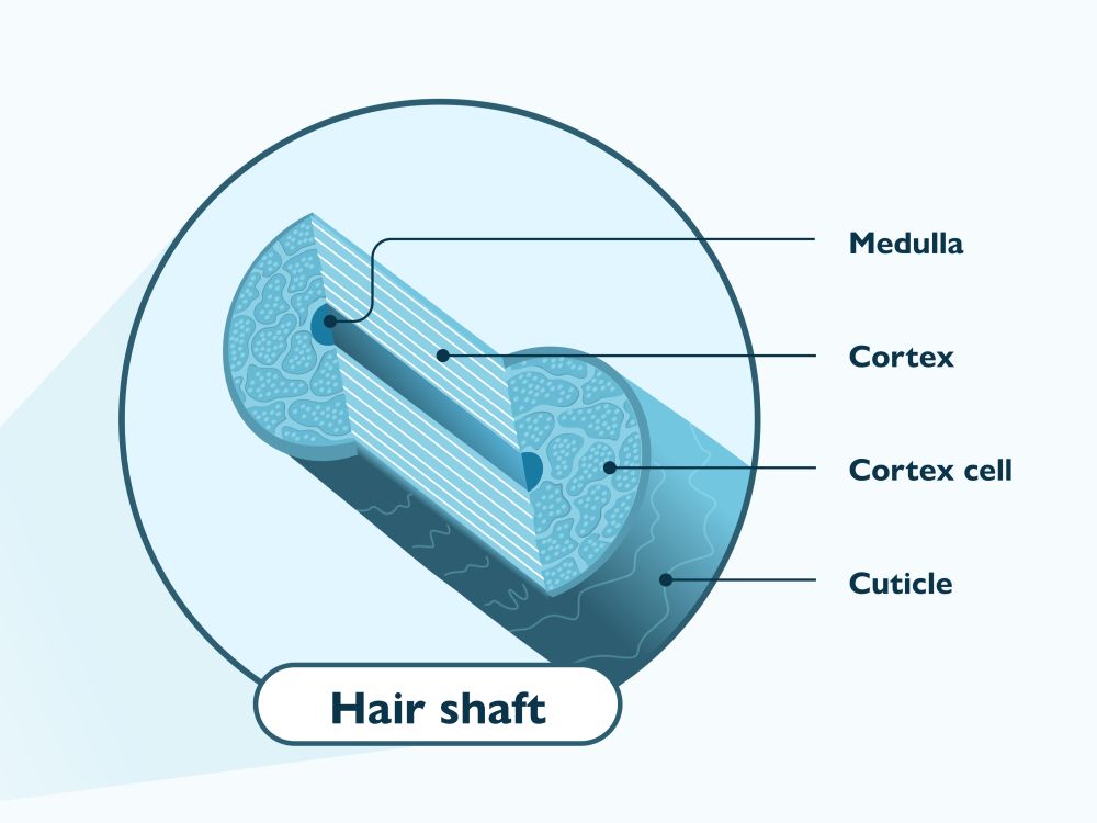 Hair shaft structure