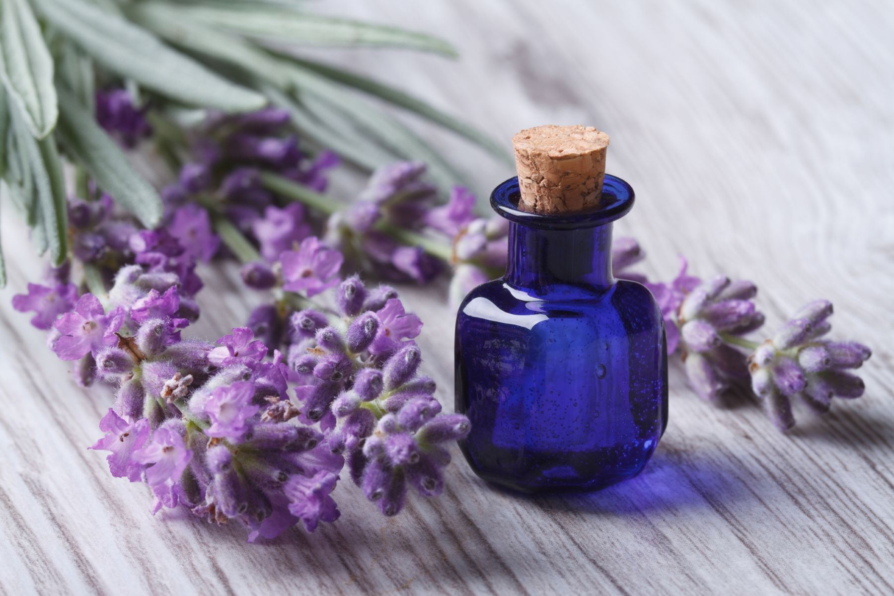 Lavender essential oil