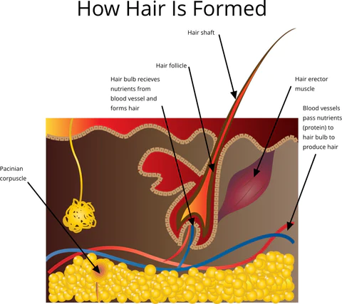 Informational graphic depicting how hair is formed