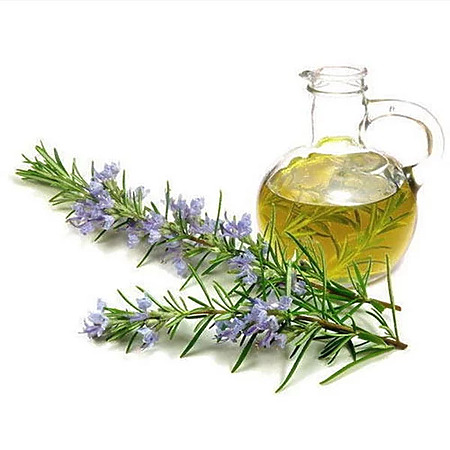 rosemary sprig and rosemary oil