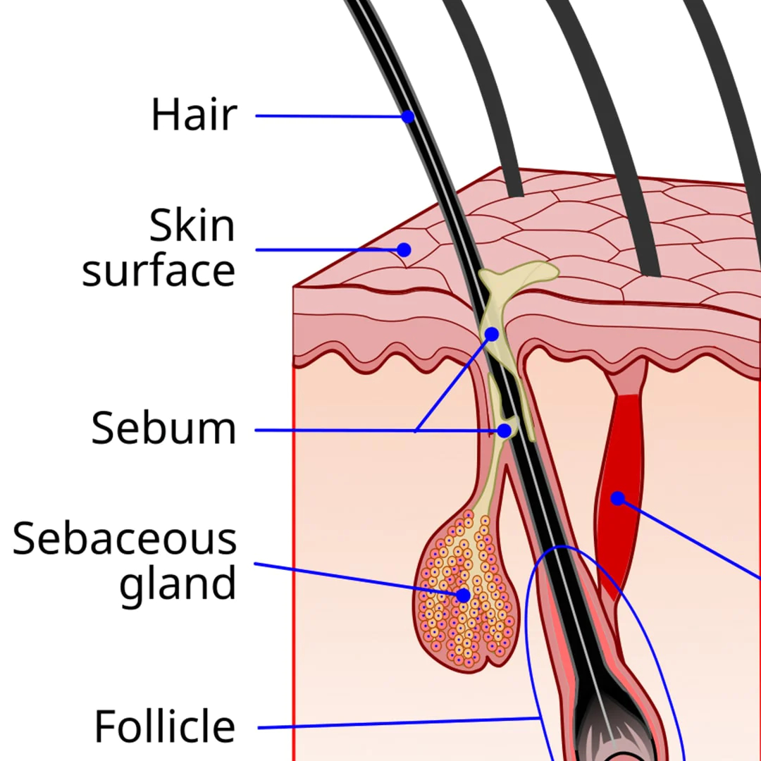 diagram of hair follicles