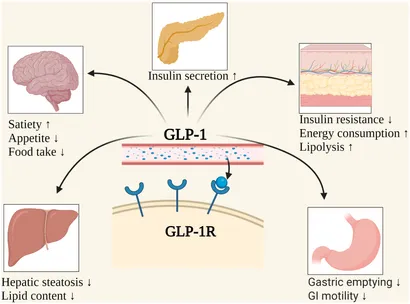informational graphic showing how weight loss occurs with GLP-1 RA