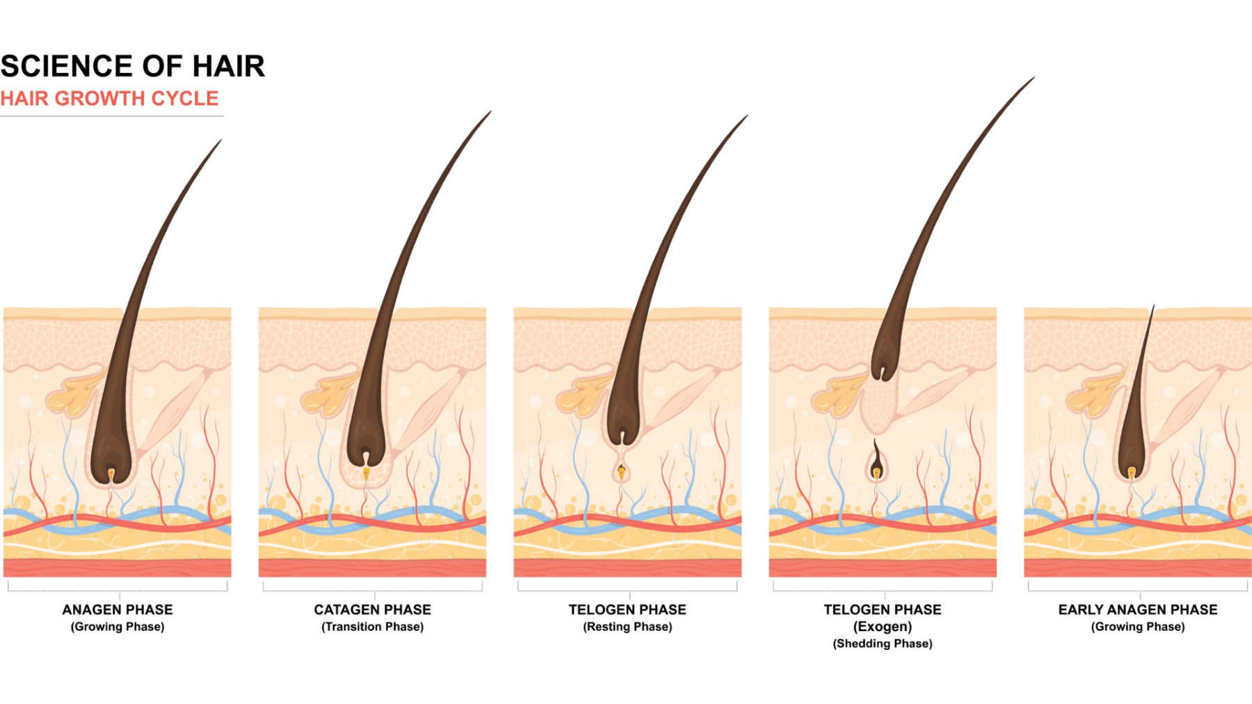 Diagram of the hair growth cycle phases