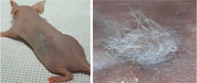 Hair cloning on a mouse (normal and up-close view)