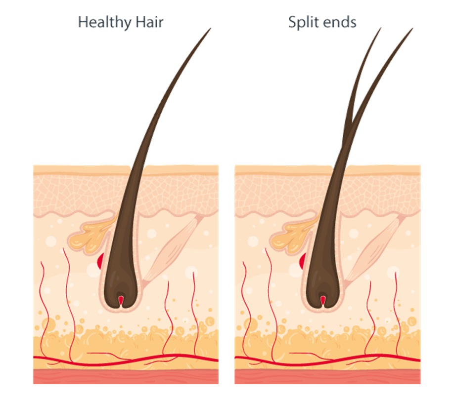 Healthy hair vs split ends