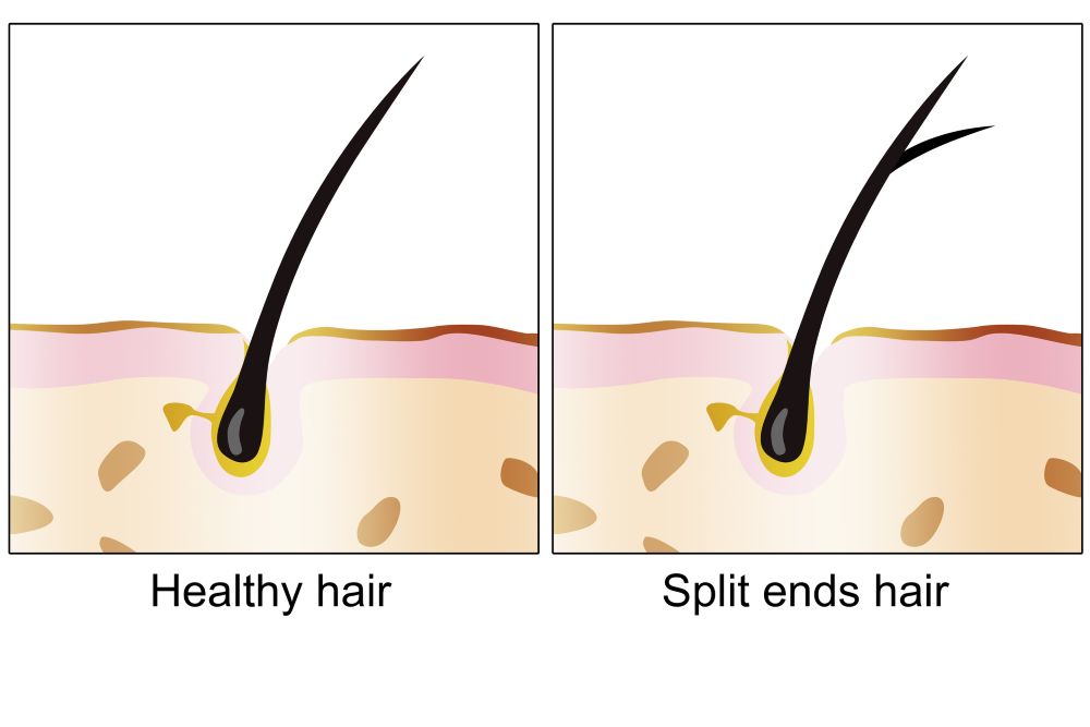 Healthy hair vs split ends