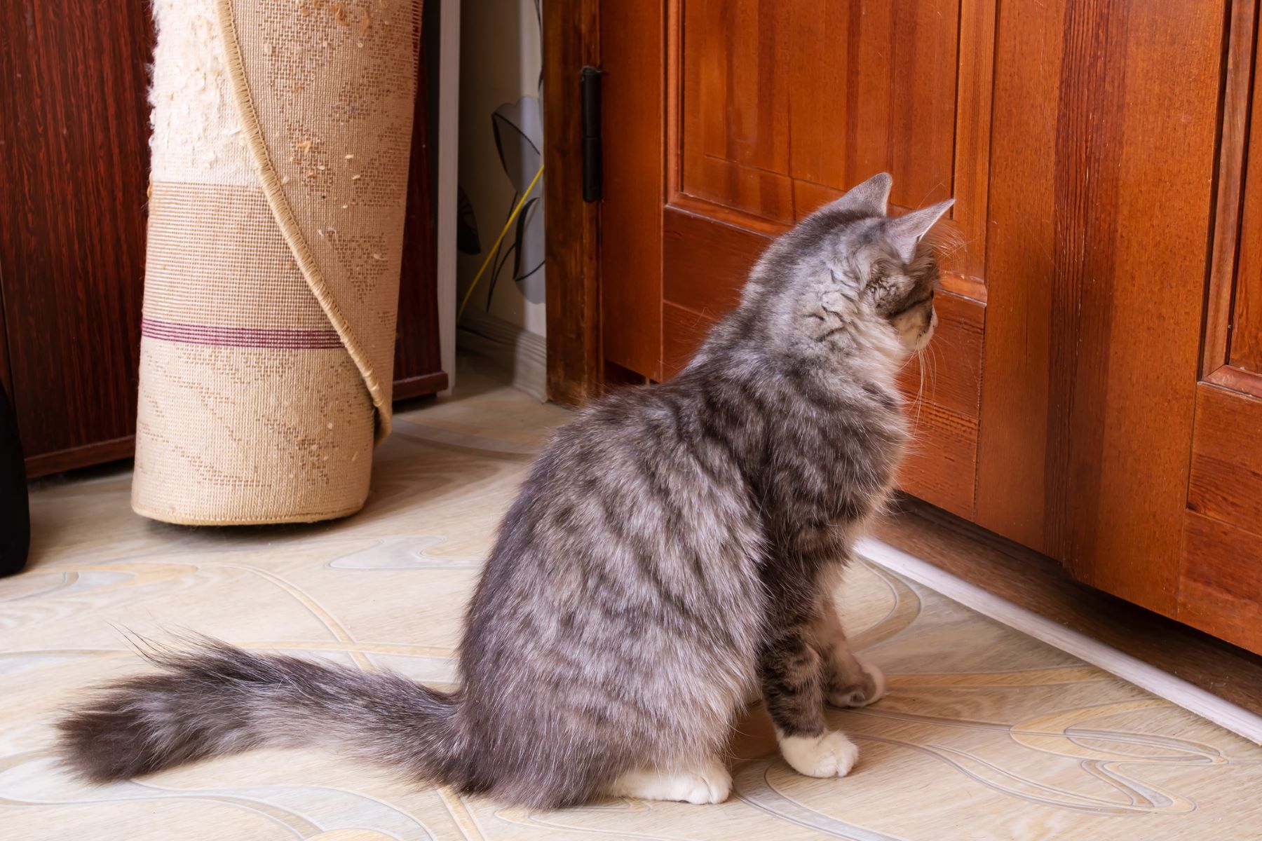 Cat kept out of the room where Minoxidil is applied