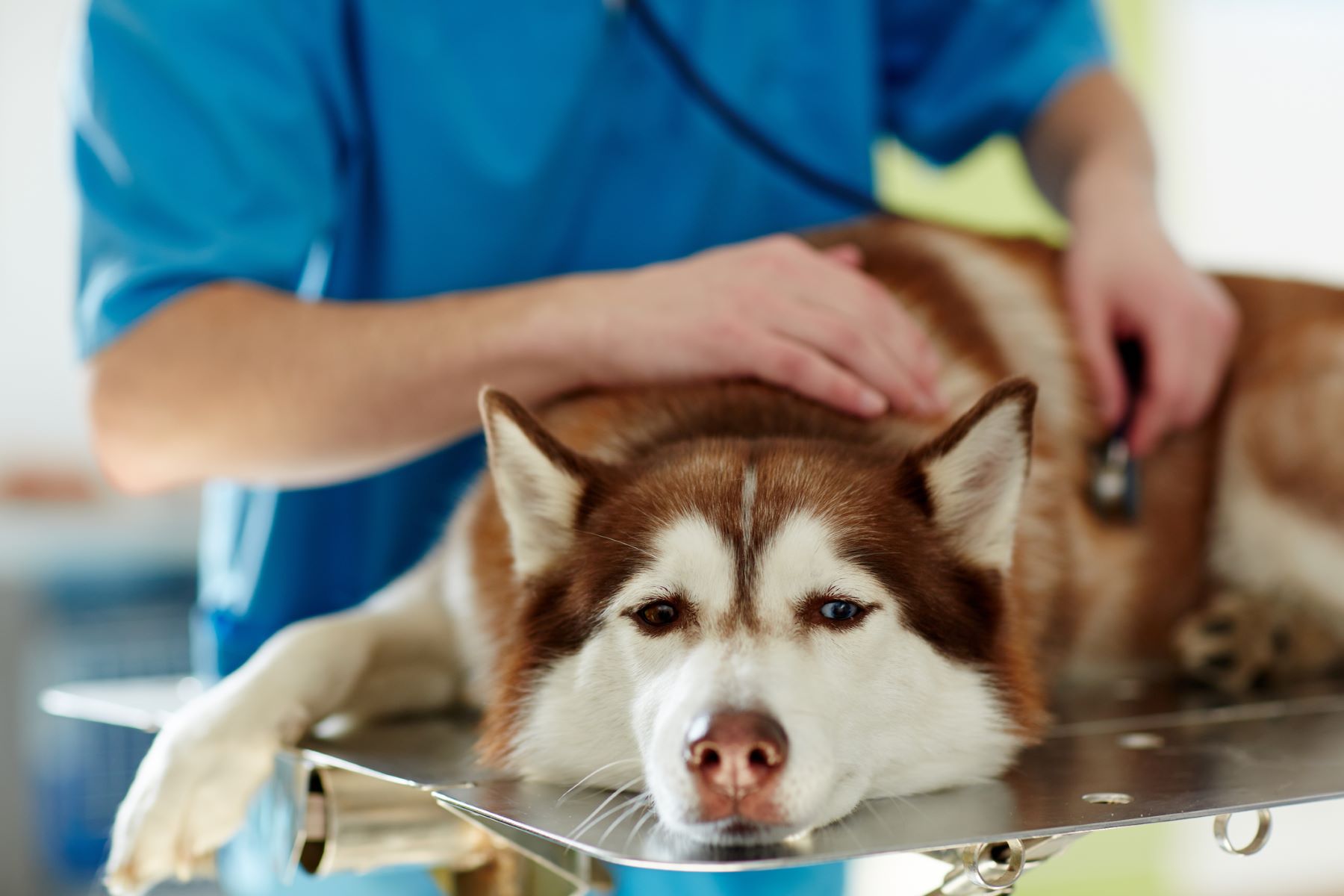 Dog affected by Minoxidil toxicity