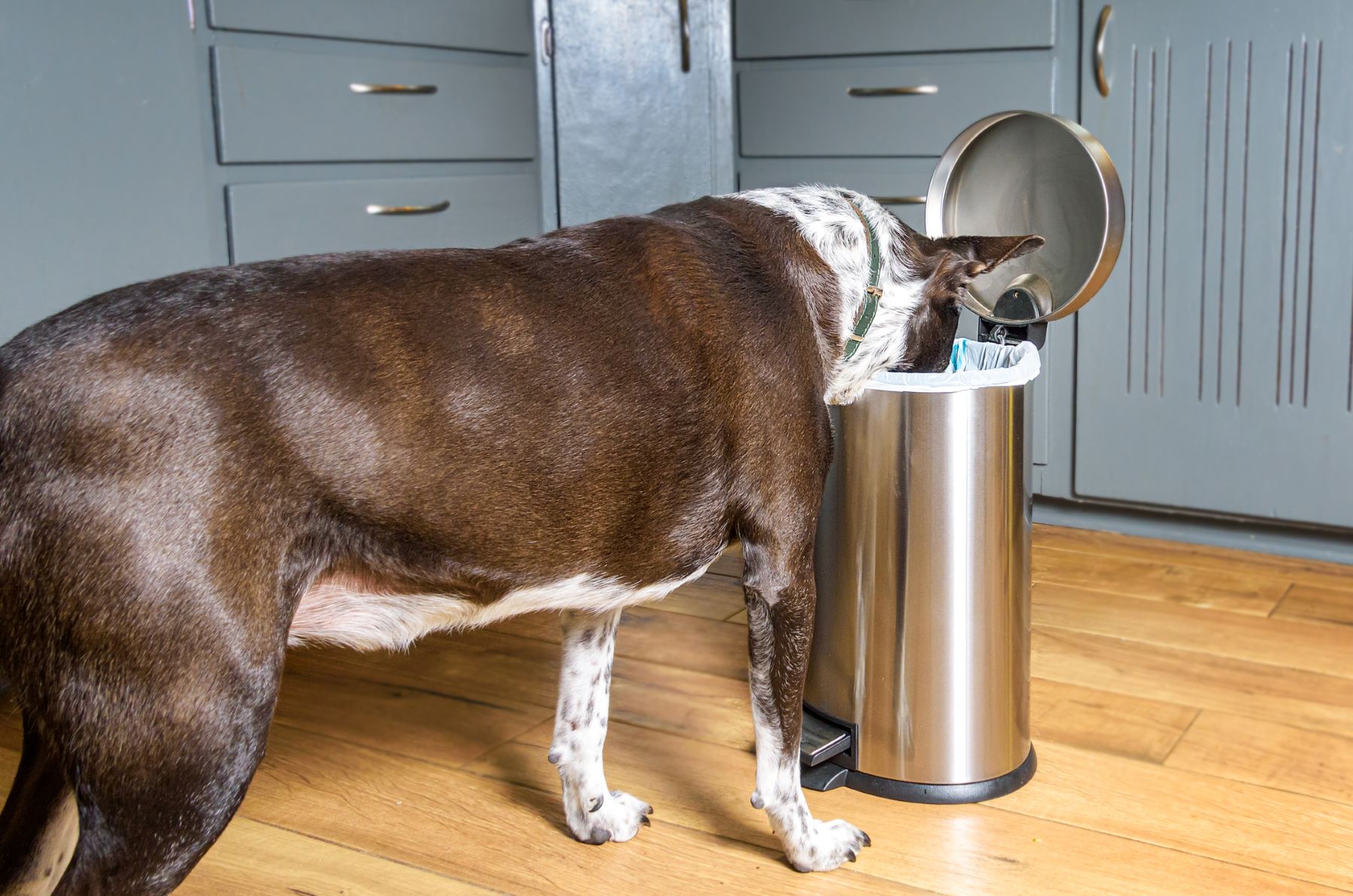 Dog exposed to Minoxidil by eating from the trash