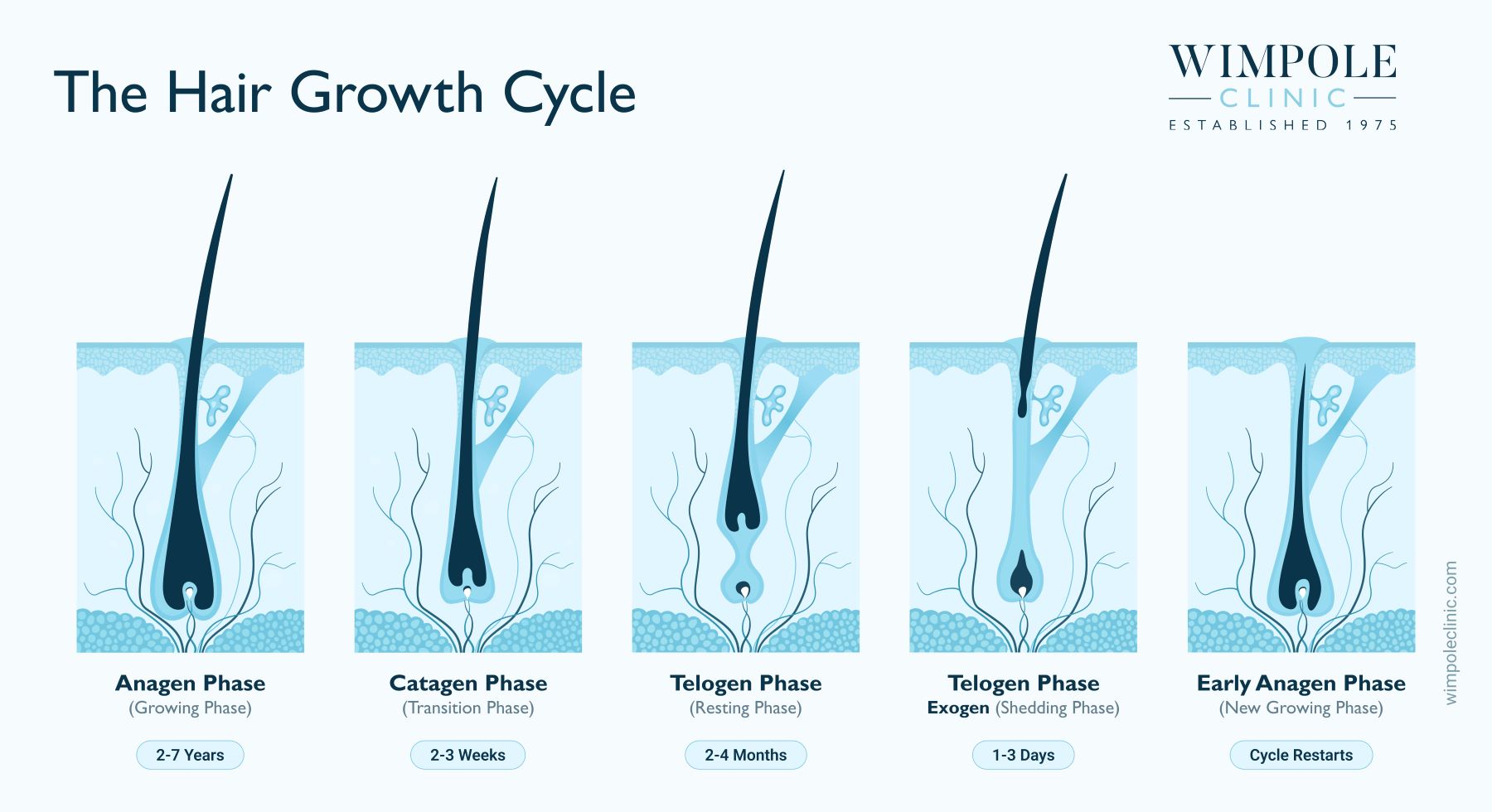 The Hair Growth Cycle