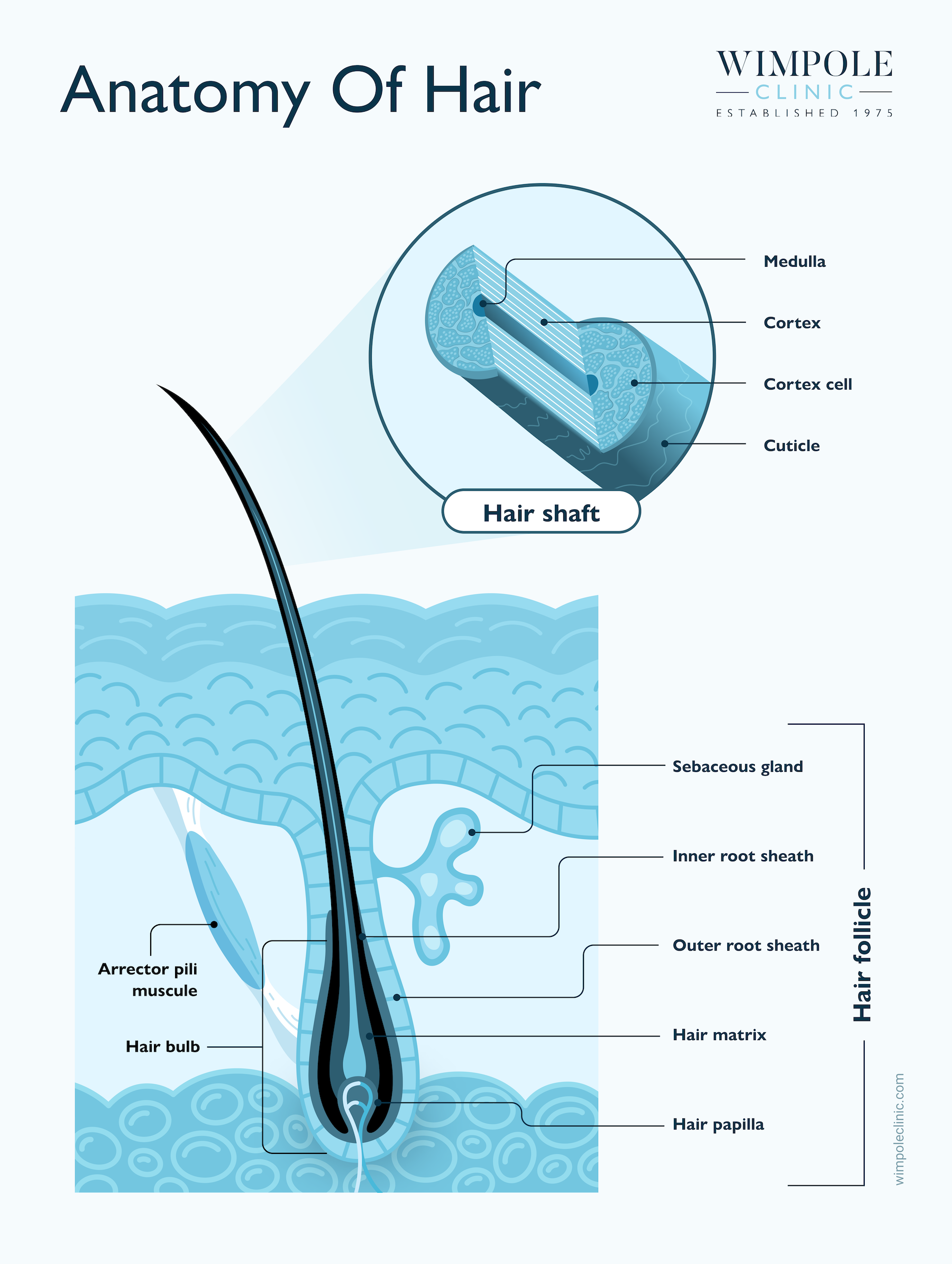 Hair anatomy diagram