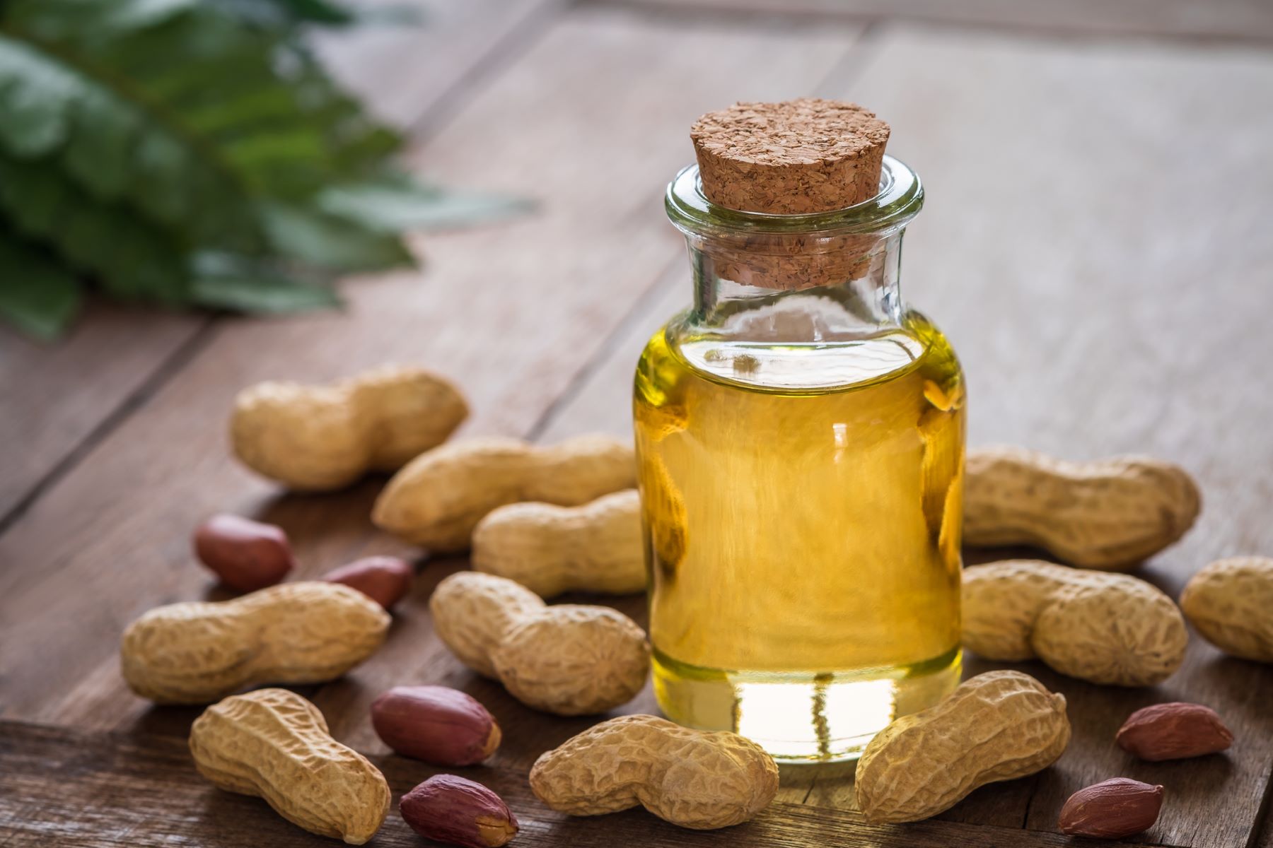 Peanut oil for high porosity hair