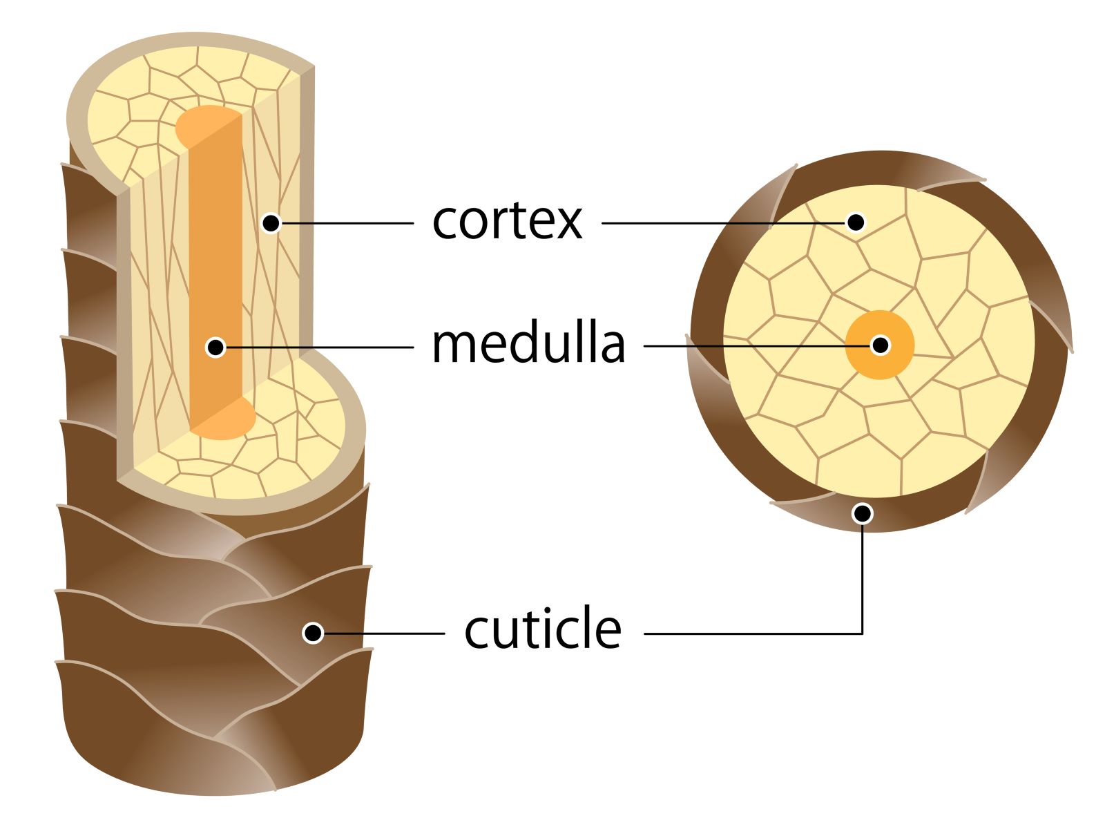 Structure of a single hair shaft