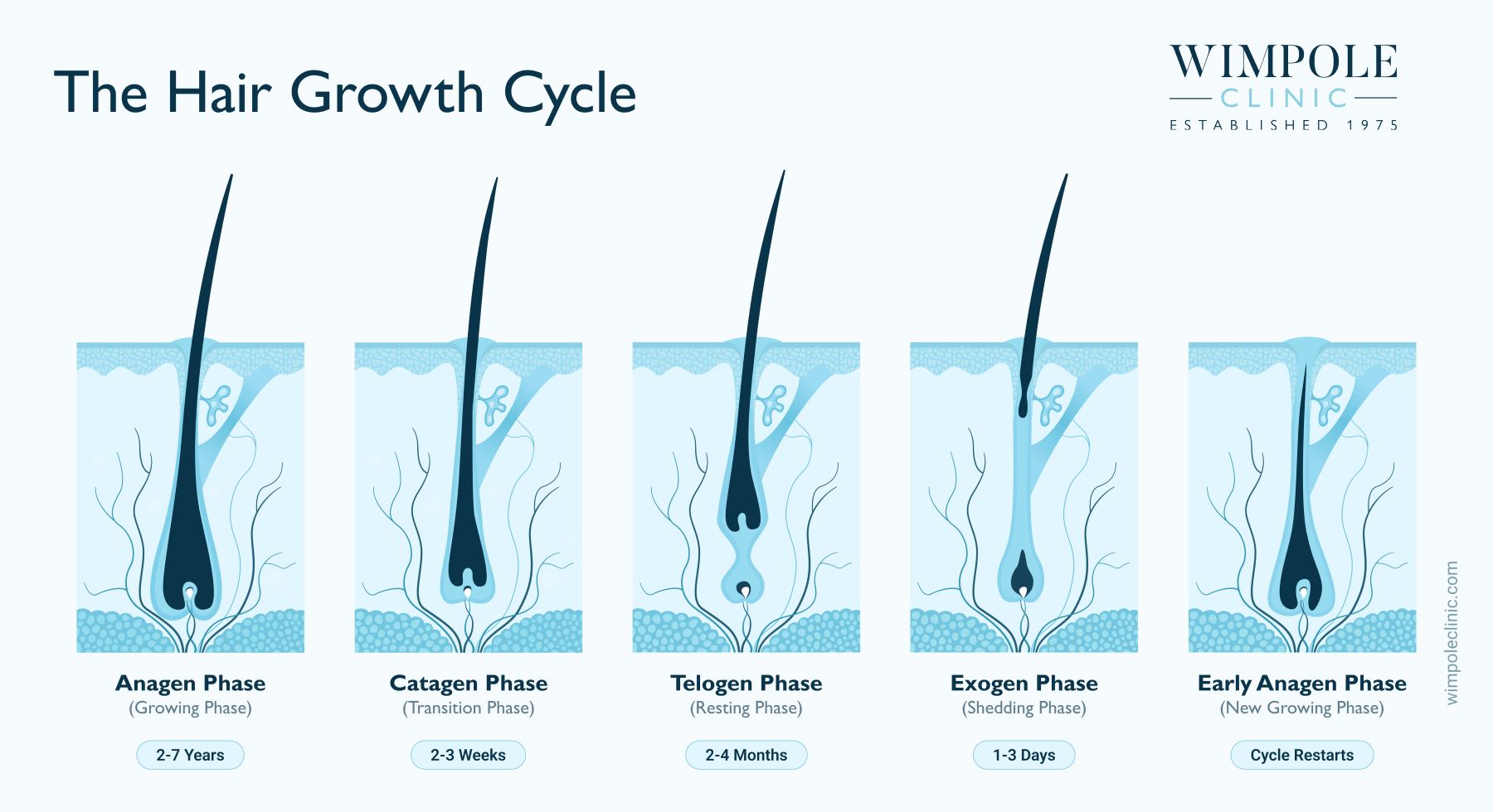 Hair Anatomy, Hair Diagrams and The Mechanisms of Hair Loss