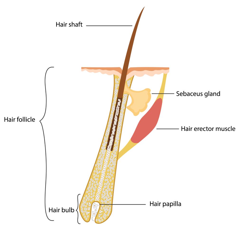 The human hair follicle