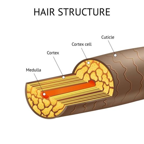 The structure of the hair shaft