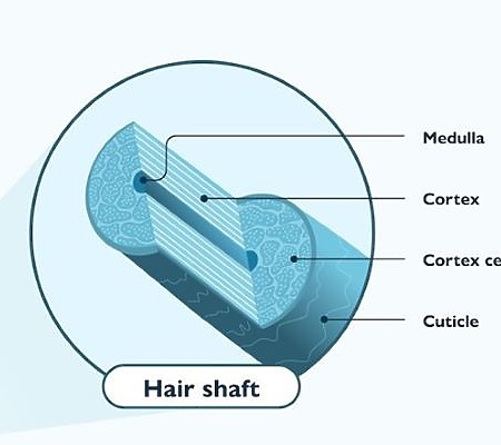 Hair shaft structure