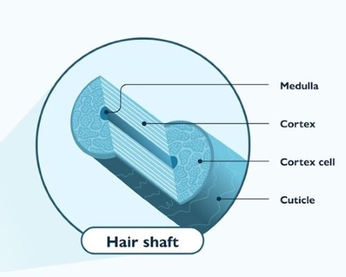 Hair shaft structure