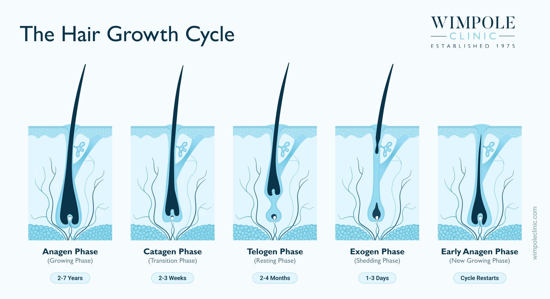 The hair growth cycle