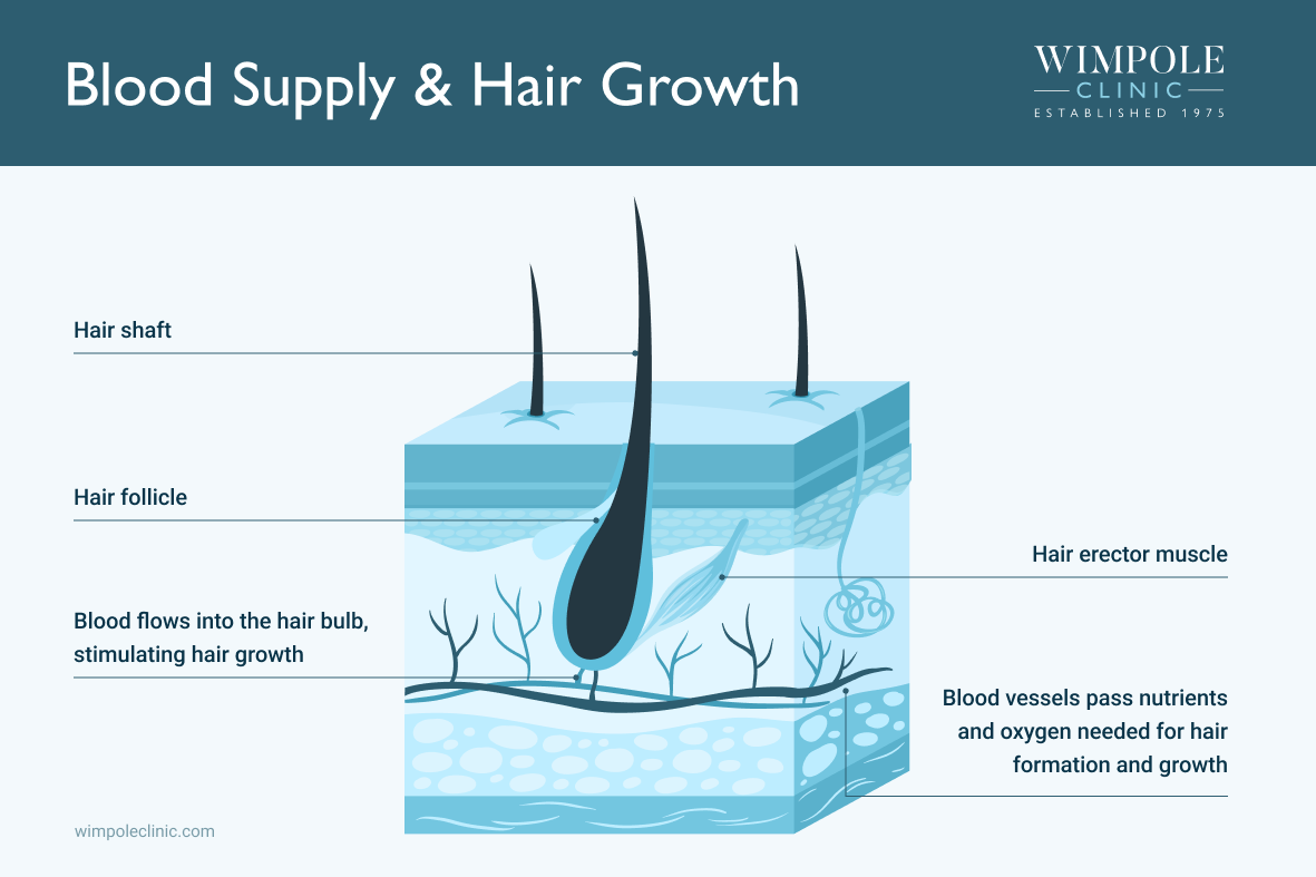Blood Supply & Hair Growth