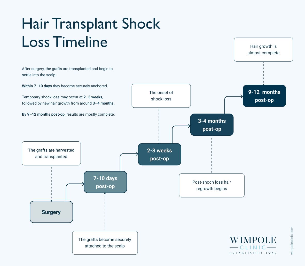 Hair transplant shock loss timeline