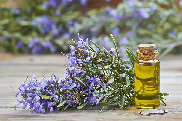 Rosemary Oil For Beard Growth: Does It Work?, Wimpole Clinic