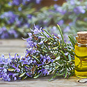 Best Rosemary Oil For Hair Growth: Which Blends Really Work?