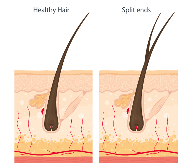 Informational graphic showing the difference between healthy hair and split ends