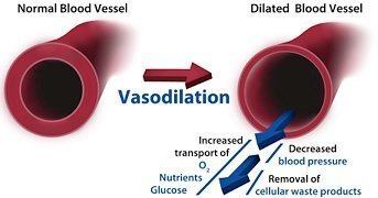 Informational graphic showing how vasodilators work
