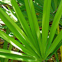 Saw Palmetto And Hair Loss