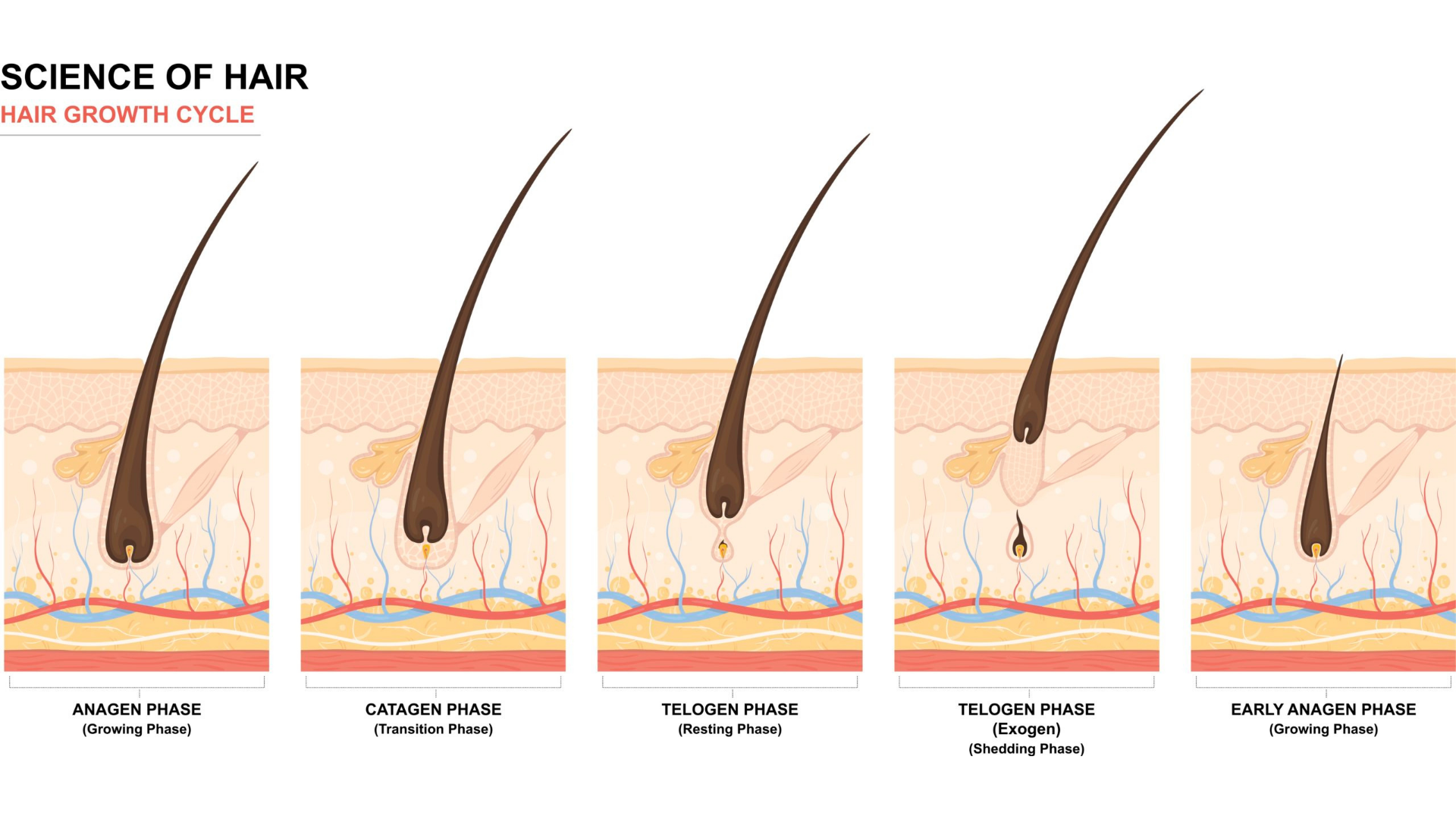 hair growth cycle