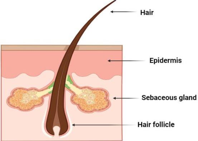 anatomy of a hair follicle