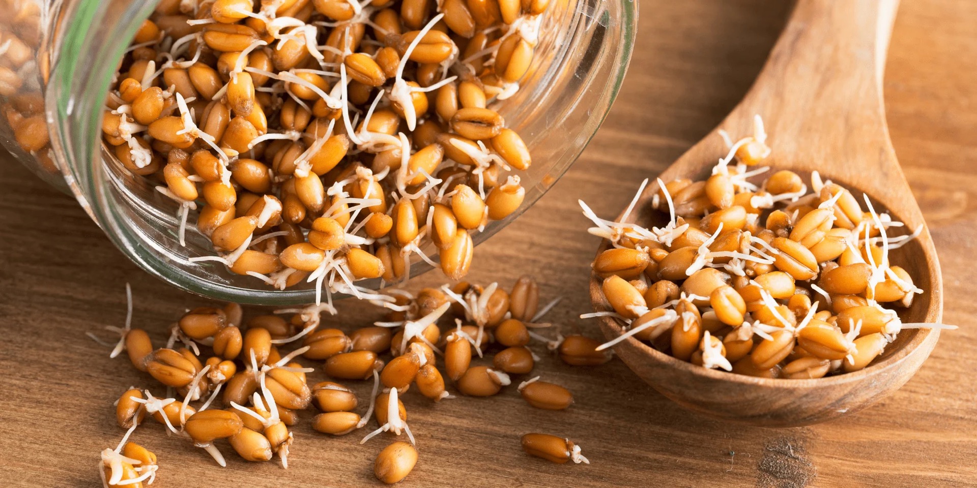 wheat germ kernels in a bowl and spoon