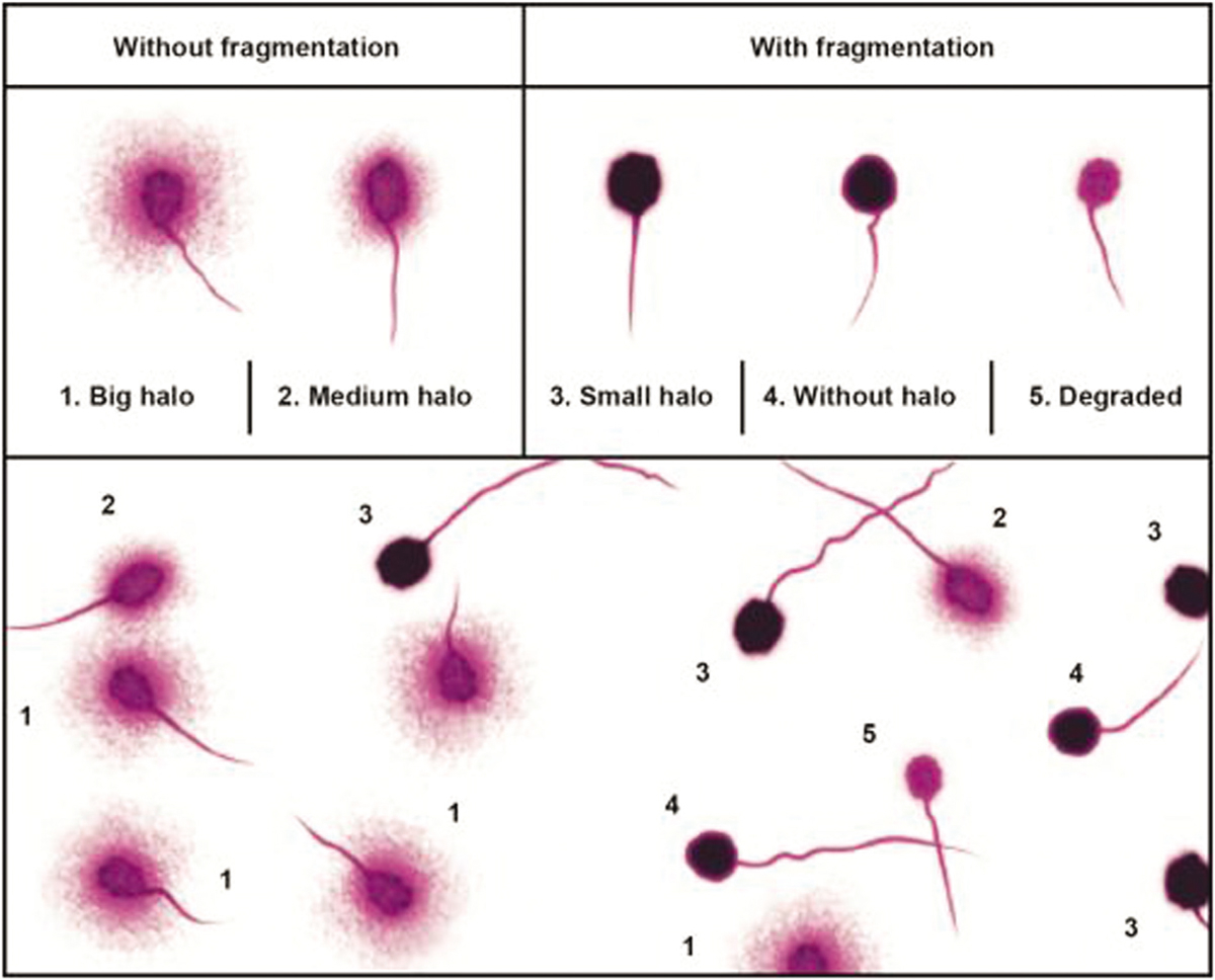 examples of fragmented and unfragmented sperm