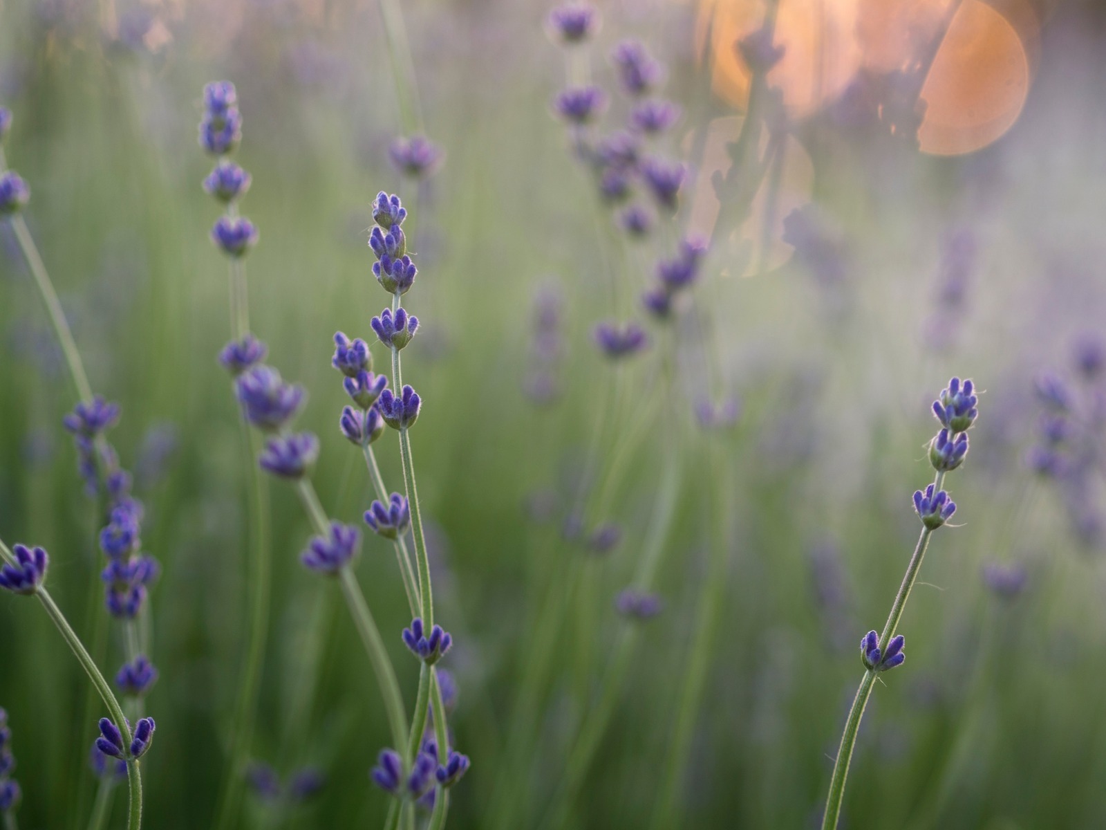 field of lavender