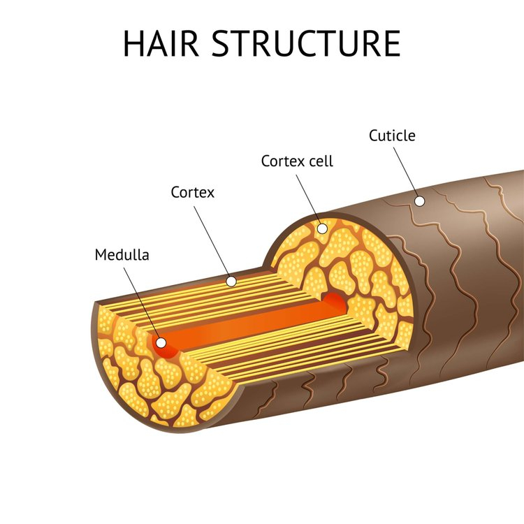 hair structure informational graphic