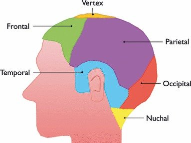 map of the scalp
