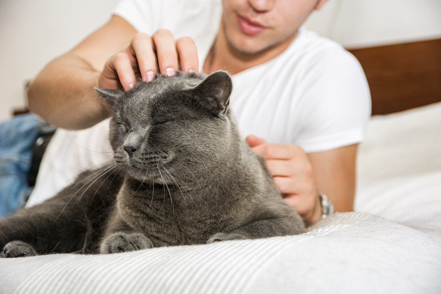 minoxidil cats featured image