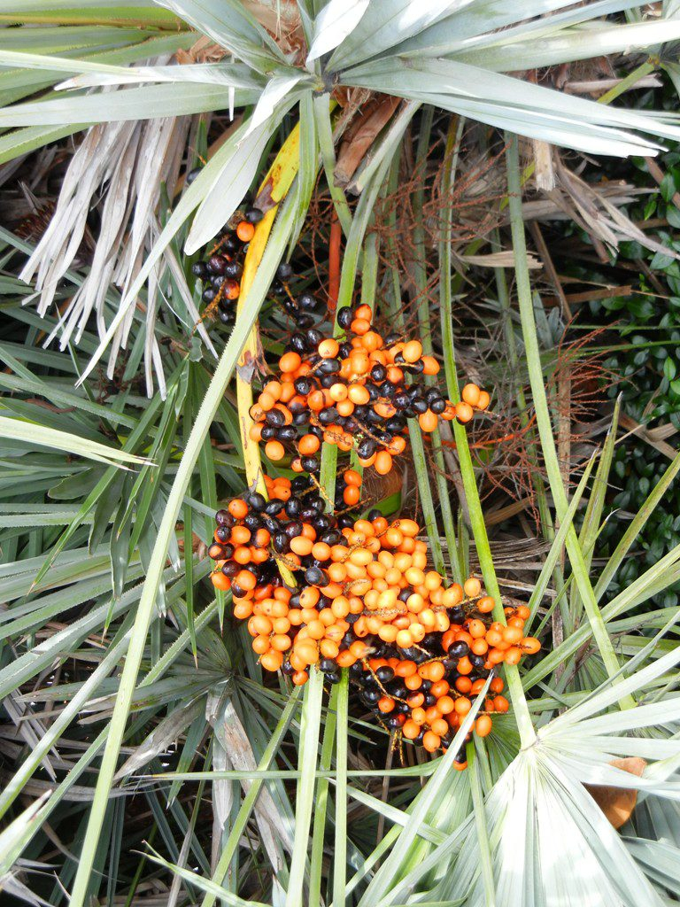 saw palmetto growing on the plant
