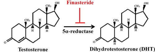 graphic showing how Finasteride works on the chemical structures of testosterone and DHT